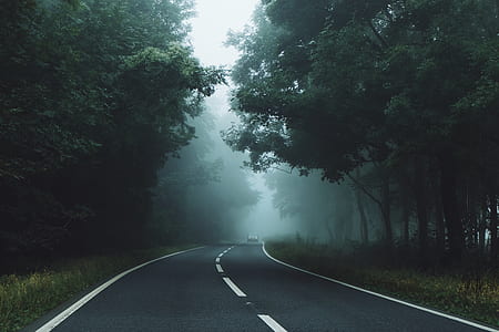 road between green trees with fog thumbnail