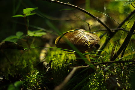 Shallow Focus Photography of Brown Mushroom thumbnail
