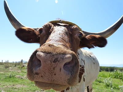 brown and white cow thumbnail