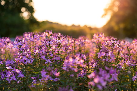 flower, purple, bloom, sunshine thumbnail