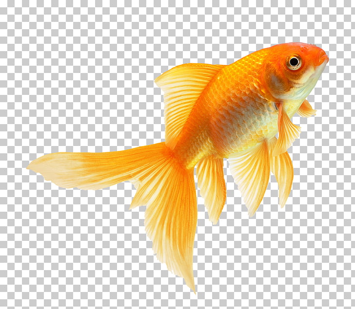 The Goldfish That Jumped Fin Feeder Fish Fish Png Clipart Free