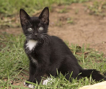 tuxedo kitten sitting on grass thumbnail