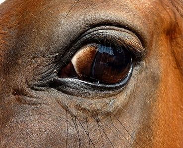 close-up photo of horse eye thumbnail