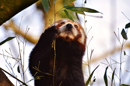 selective focus photo of red panda thumbnail