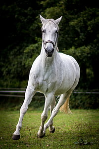 white horse running through trees thumbnail