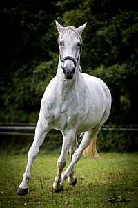 white horse running during daytime thumbnail