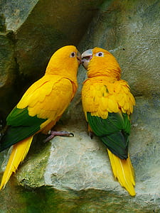 two yellow-and-green birds thumbnail