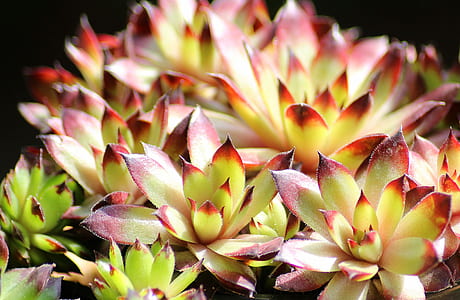 red-and-yellow succulents close-up photo thumbnail