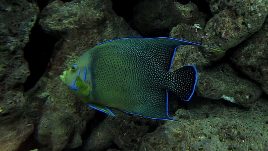 selective focus photography of blue and gray fish thumbnail