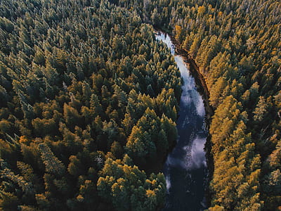 arial view of body of water between trees at daytime thumbnail