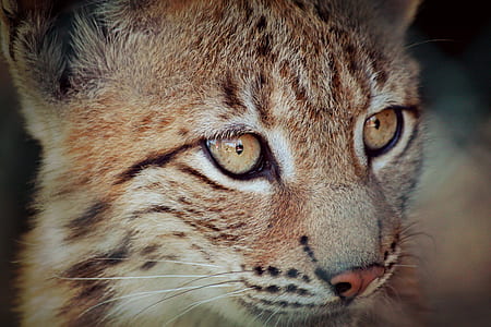 macro photography of brown cat thumbnail