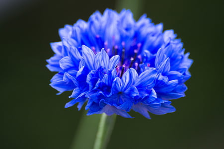 blue cornflower thumbnail