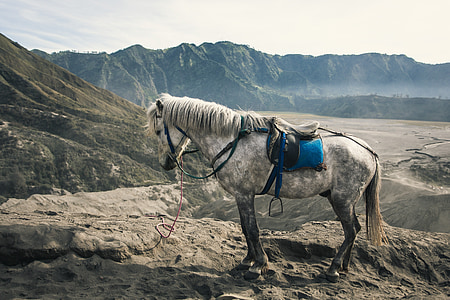 white horse standing on gray mountain thumbnail