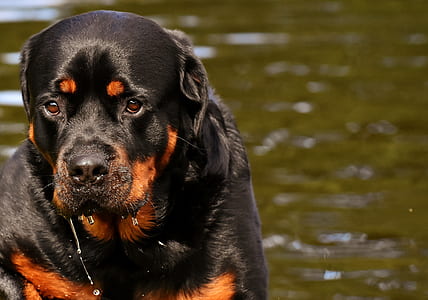 adult mahogany rottweiler o body of water thumbnail