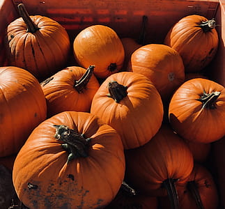 bunch of pumpkins thumbnail
