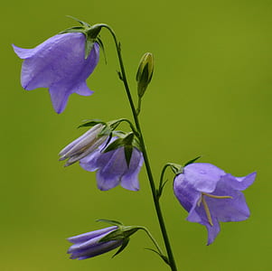 selective focus photography of purple petaled flowers thumbnail