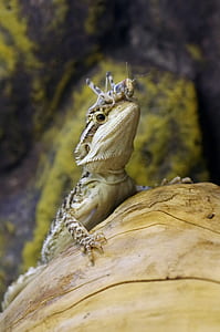 macro photography of bearded dragon thumbnail