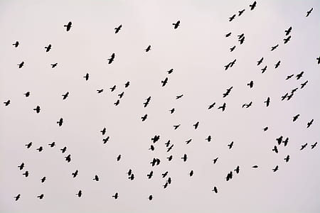 low angle photo of silhouette of flock of bird flying under the sky thumbnail