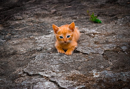 orange tabby kitten reclining on ground thumbnail