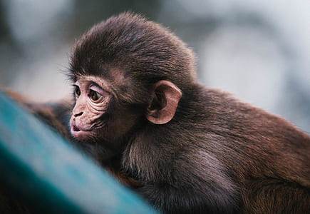 monkey thumbnail