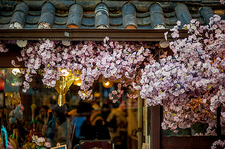 pink blossom tree beside black tiled roof closeup photo thumbnail