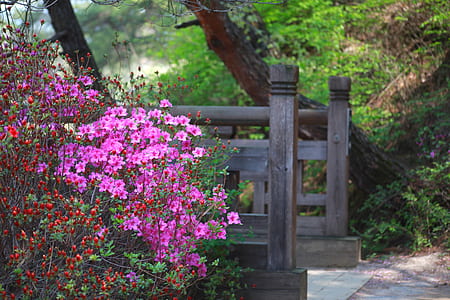 pink myrtle flowers plant beside brown wooden fence near trees thumbnail