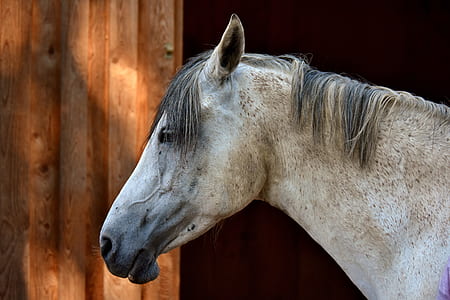 brown horse thumbnail