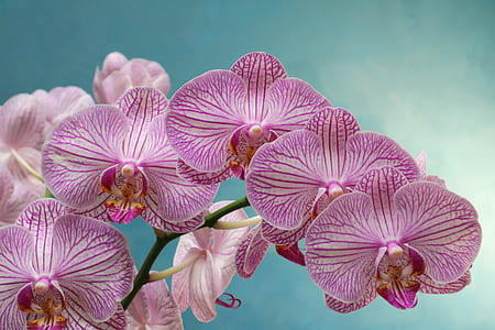 pink moth orchid flower thumbnail