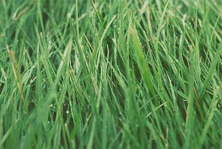 selective focus photography of green grasses thumbnail