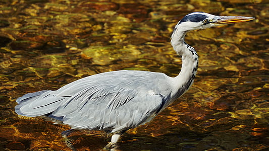 gray bird on body of water in close-up photography thumbnail