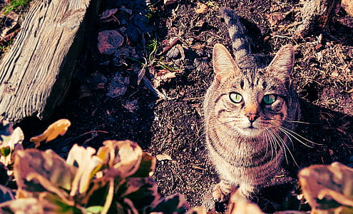 Brown and Gray Tabby Cat thumbnail