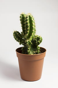 cactus in brown pot thumbnail