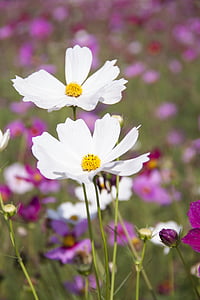 selective focus photography of white petaled flower thumbnail