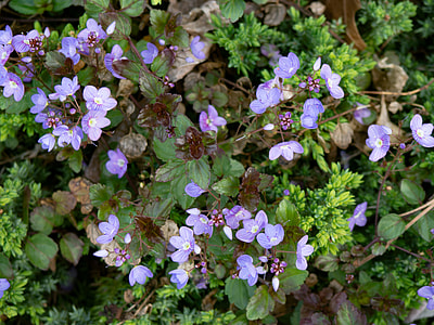 green and purple flowers thumbnail