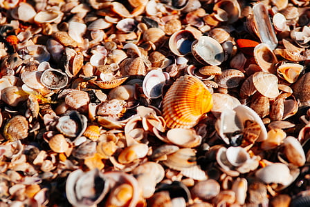 shell on ground thumbnail