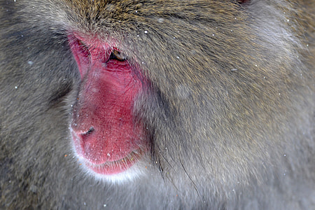 close-up photo of primate thumbnail