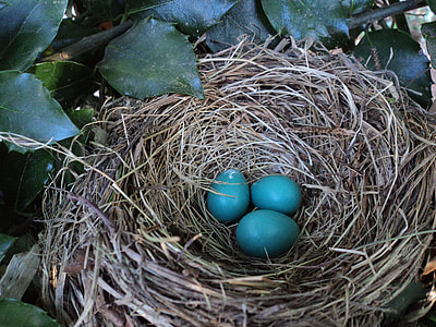 three bird eggs on nest surrounded by leaves thumbnail