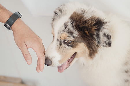 person touching adult white, brown, and black Australian shepherd's nose thumbnail