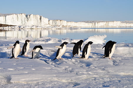 group of penguins on snow near body of water thumbnail