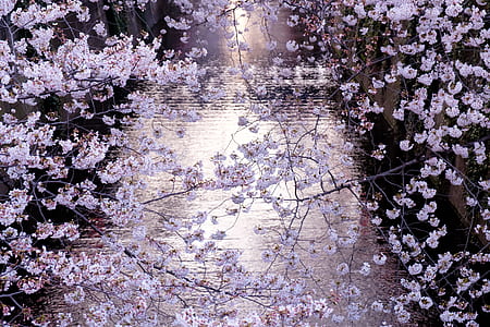 photo of cherry blossom tree thumbnail