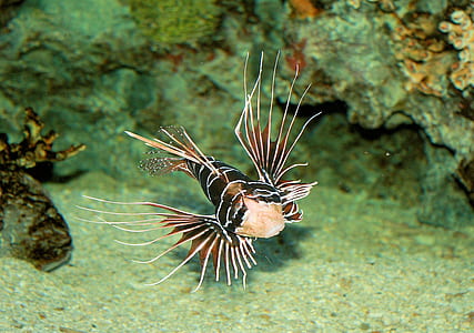 focus photo of brown and black fish thumbnail