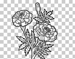 Mexican Marigold Drawing Flower Png Clipart Free Cliparts Uihere