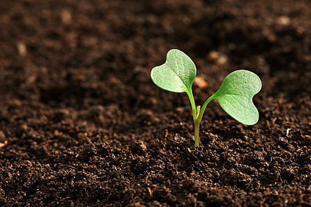 shallow focus photography of green plant thumbnail