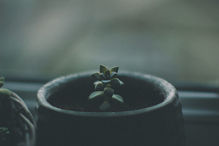 shallow focus photography of green succulent plant thumbnail