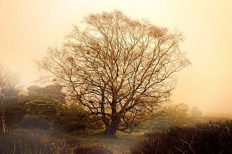 green leaf trees thumbnail