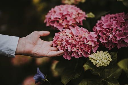 person holding magenta clustered flowers thumbnail