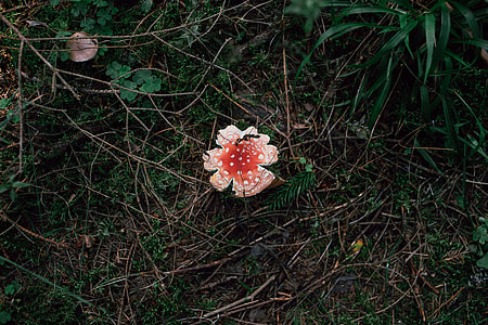 Amanita muscaria mushroom thumbnail