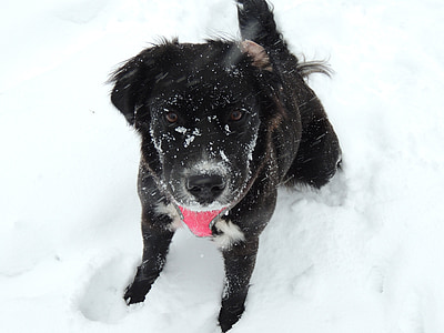 short-coated black dog on snow field thumbnail
