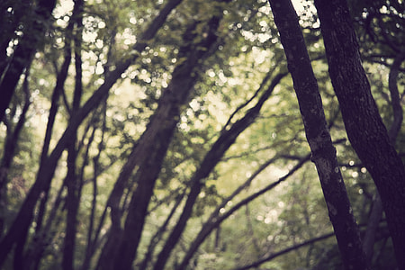 forest photo thumbnail