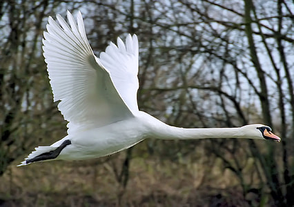 white and black swan flying near brown trees thumbnail